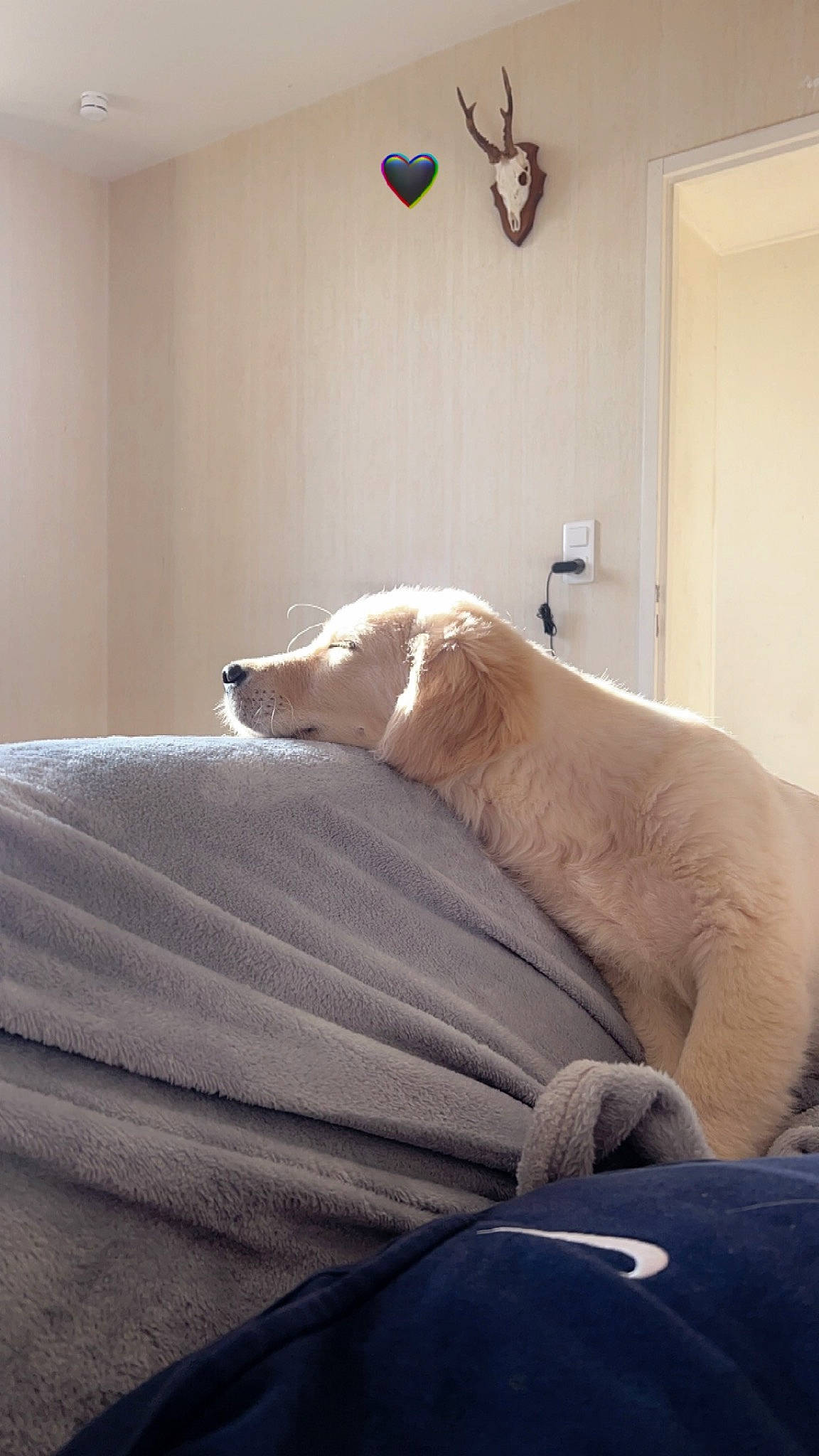 Vegas participe au concours pour gagner de l'argent avec cette photo : bed_sheet, bedding, canidae, carnivore, ceiling, comfort, companion_dog, dog, dog_breed, fawn, flooring, grey, hardwood, linens, room, sporting_group, tail, window, wood, working_animal