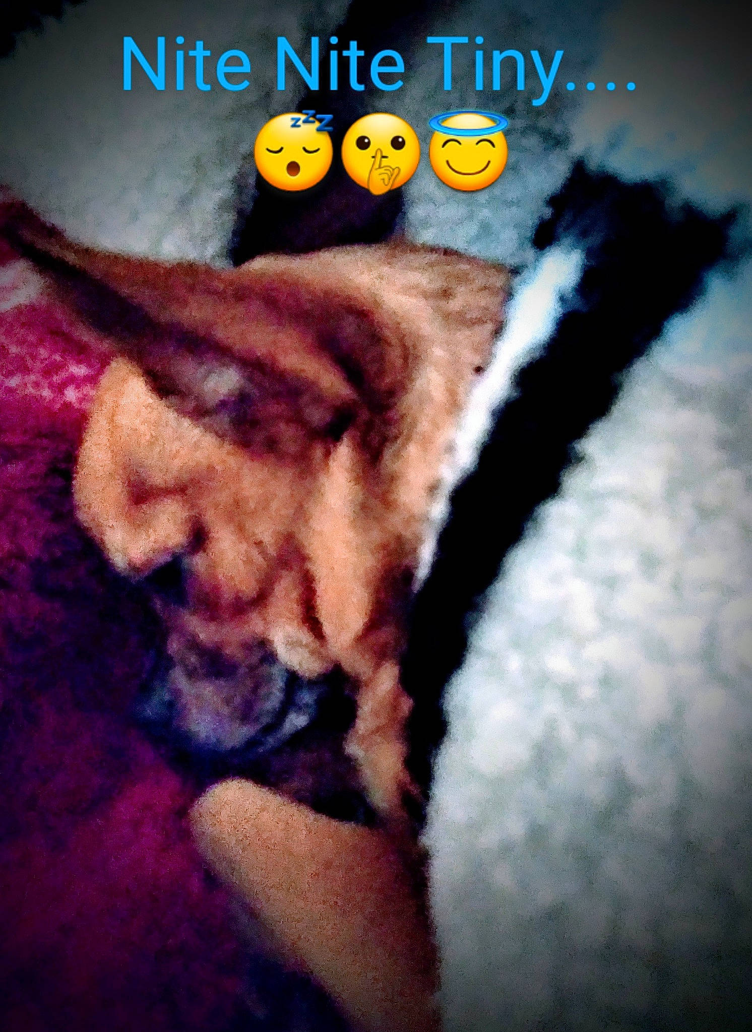 Tiny is registered to the contest to win money with this photo: canidae, companion_dog, crochet, darkness, electric_blue, fashion_accessory, felidae, font, fur, gesture, happy, jewellery, love, paw, photo_caption, plush, sky, stuffed_toy, tail, wool