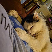 Scruffy is registered to the contest to win money with this photo: cat, sleeping, fluffy, black_and_white, paw, blanket, indoor, furniture, cozy, nap, close_up, pet, domestic_animal, resting, home, soft, cute, animal, relaxing, fur