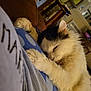 animal, black_and_white, blanket, cat, close_up, cozy, cute, domestic_animal, fluffy, fur, furniture, home, indoor, nap, paw, pet, relaxing, resting, sleeping, soft