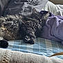 Simba joined the competition — help win amazing prizes! cat, sleeping, bed, blanket, striped, purple_blanket, tabby, fur, cozy, indoor, pet, resting, comfort, pillow, home, animal, feline, relaxing, soft, nap