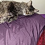 Simba joined the competition — help win amazing prizes! cat, tabby, sleeping, pillow, purple, blanket, indoor, fur, pet, cozy, rest, animal, whiskers, relaxation, soft, cute, domestic, feline, closeup, comfort