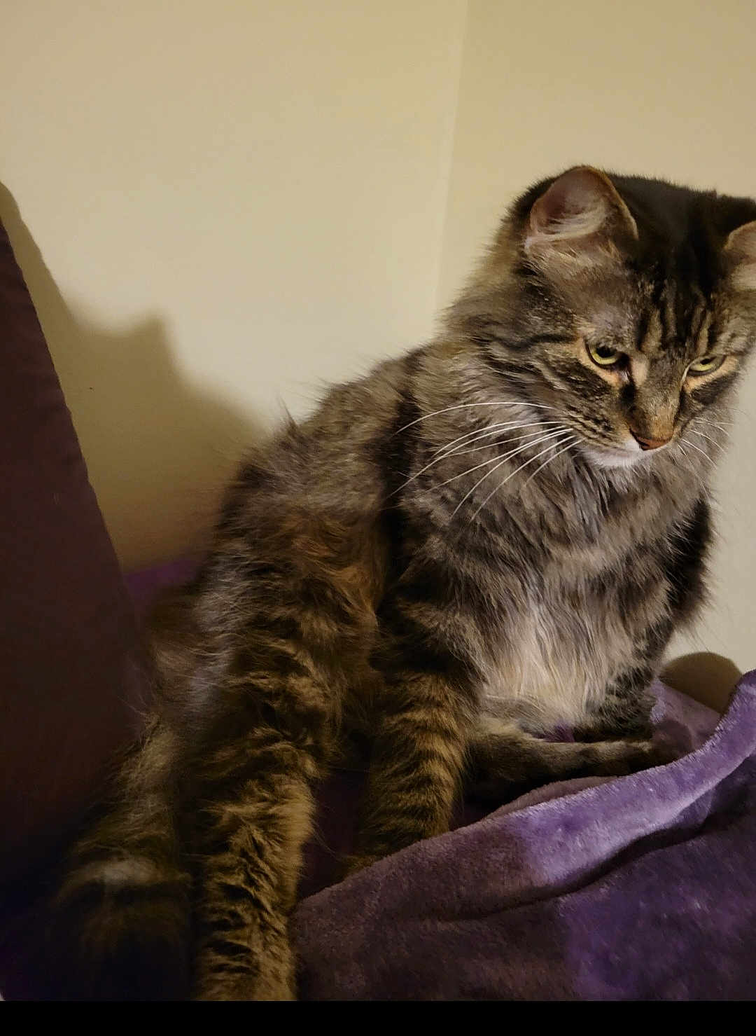 Simba
