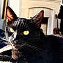 Onyx joined the competition — help win amazing prizes! cat, black_cat, pet, animal, yellow_eyes, whiskers, close_up, portrait, fur, indoor, sunlight, backlit, ear, muzzle, relaxed, blanket, couch, fireplace, guitar, home_interior