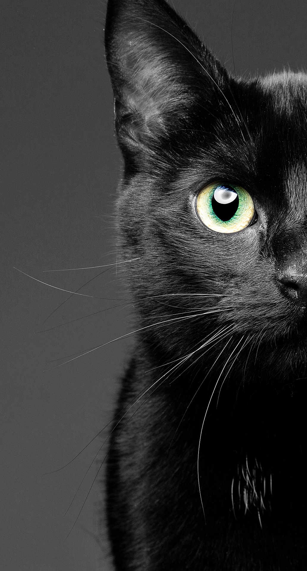 Onyx joined the competition — help win amazing prizes! cat, black_cat, feline, whiskers, close_up, portrait, green_eye, eye, ear, nose, fur, monochrome, high_contrast, studio_photography, pet, curiosity, texture, sharp_focus, vertical_orientation, single_subject