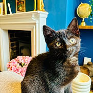 Onyx is registered to the contest to win money with this photo: kitten, black_cat, pet, portrait, indoor, living_room, fireplace, blue_wall, pink_flowers, globe, mantel, decor, whiskers, golden_eyes, curious, cozy, sofa, plant, vase, furniture