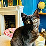 kitten, black_cat, pet, portrait, indoor, living_room, fireplace, blue_wall, pink_flowers, globe, mantel, decor, whiskers, golden_eyes, curious, cozy, sofa, plant, vase, furniture