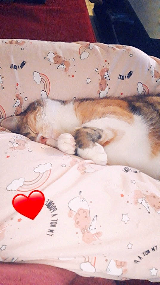 Gigi participe au concours pour gagner de l'argent avec cette photo : bed_sheet, bedding, carmine, carnivore, cat, comfort, companion_dog, domestic_short_haired_cat, fawn, felidae, fur, linens, pattern, paw, pink, room, small_to_medium_sized_cats, tail, textile, whiskers