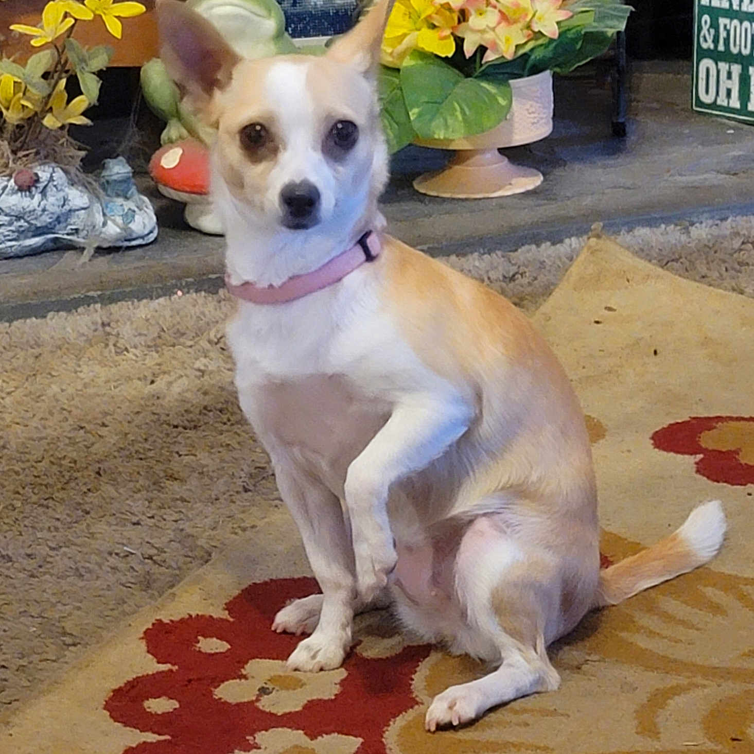 Coco Chanel