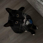 Biscuit joined the competition — help win amazing prizes! animal, black_cat, cat, close_up, collar, companion, couch, curious, cute, domestic_cat, feline, floor, indoor, looking_up, pet, tag, tuxedo_cat, whiskers, white_paws, wooden_floor