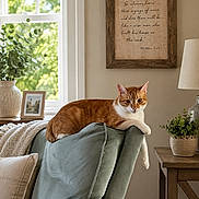 Sir Oliver is registered to the contest to win money with this photo: armchair, blanket, cat, cozy, cushion, framed_picture, furniture, home_decor, indoor, lamp, living_room, orange_cat, pet, plant, potted_plant, relaxed, sunlight, white_cat, window, wooden_table