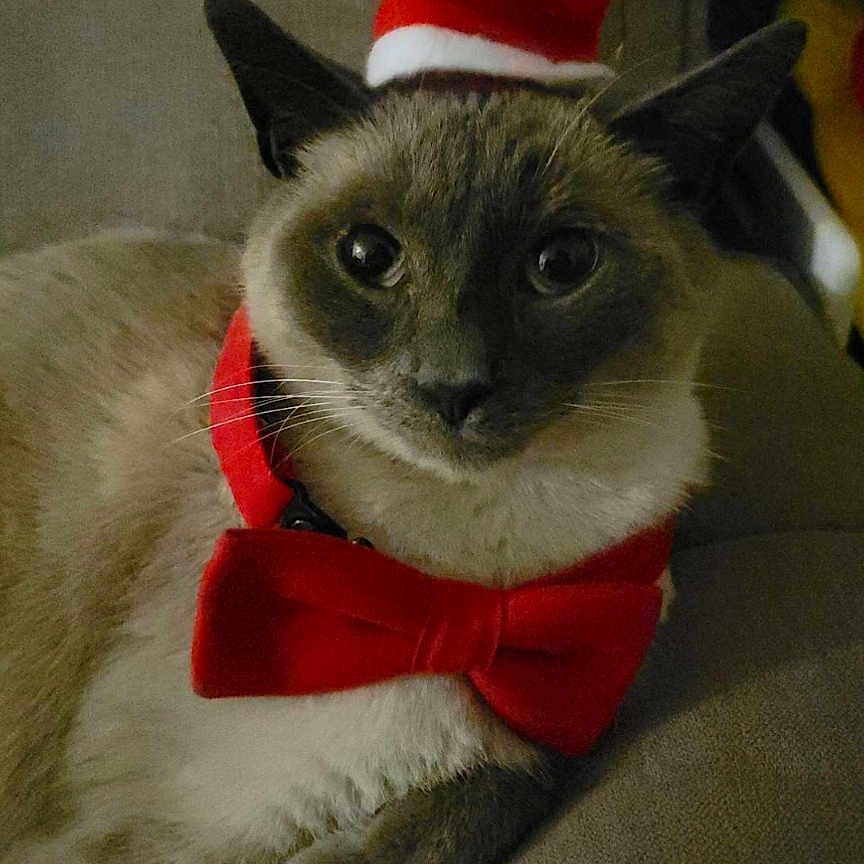 Nouga a rejoint le concours — aidez-le/la à gagner de superbes lots ! animal, cat, couch, cozy, cute, domestic_animal, ears, feline, festive, fur, holiday, indoor, mammal, pet, portrait, red_bow_tie, relaxed, santa_hat, siamese_cat, whiskers