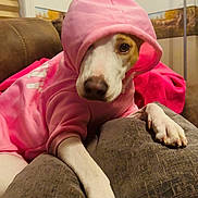 Shadow joined the competition — help win amazing prizes! dog, hoodie, pink_clothing, pet, indoor, couch, paw, relaxed, brown_and_white, canine, animal, cozy, fur, home, portrait, looking, casual, cute, resting, furniture
