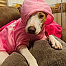 dog, hoodie, pink_clothing, pet, indoor, couch, paw, relaxed, brown_and_white, canine, animal, cozy, fur, home, portrait, looking, casual, cute, resting, furniture