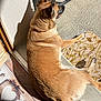 Silya a rejoint le concours — aidez-le/la à gagner de superbes lots ! dog, sunlight, shadow, doorway, doormat, relaxed, tan, fur, outdoor, concrete, pattern, pets, resting, muzzle, ears, paw, animal, home, comfort, shade