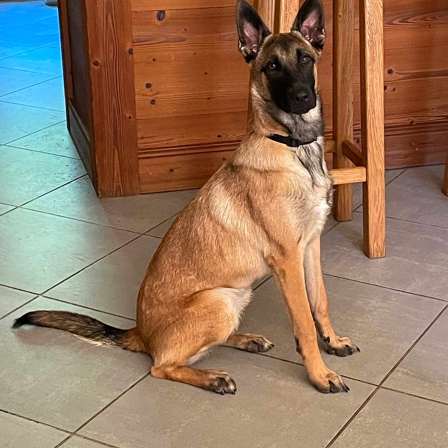 Silya participe au concours pour gagner de l'argent avec cette photo : alert, animal, belgian_malinois, black_mask, brown_fur, calm, canine, collar, dog, domestic, ears_up, floor_tiles, home_interior, indoor, looking_at_camera, pet, sitting, tile_floor, wooden_furniture, wooden_wall