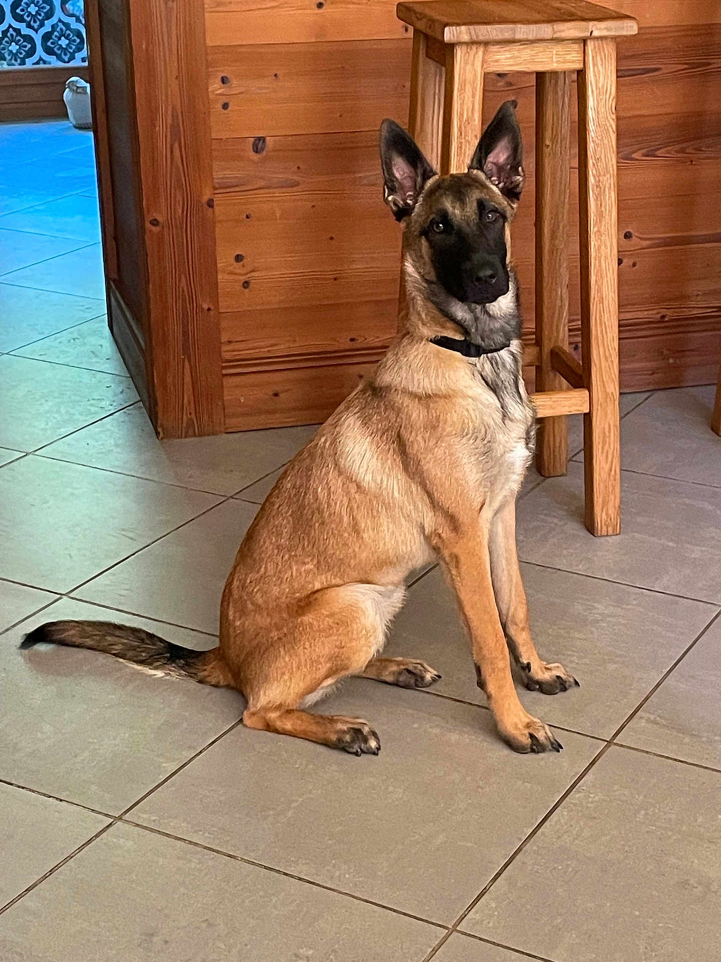 Silya participe au concours pour gagner de l'argent avec cette photo : dog, belgian_malinois, sitting, indoor, tile_floor, wooden_furniture, wooden_wall, alert, pet, canine, animal, domestic, ears_up, looking_at_camera, calm, brown_fur, black_mask, collar, floor_tiles, home_interior