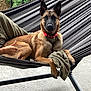 Silya a rejoint le concours — aidez-le/la à gagner de superbes lots ! dog, belgian_malinois, hammock, blanket, outdoor, concrete_floor, human_hand, thumbs_up, pet, animal, relaxed, alert, brown_fur, black_muzzle, collar, resting, furniture, nature, greenery, daylight