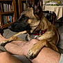 dog, indoor, living_room, person, legs, paws, furniture, bookshelf, table, collar, brown_dog, floor, tile_floor, wooden_chair, relaxing, pet, companion, comfort, home, casual