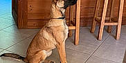 Silya participe au concours pour gagner de l'argent avec cette photo : dog, belgian_malinois, sitting, indoor, tile_floor, wooden_furniture, stool, kitchen, pet, animal, brown_fur, black_muzzle, collar, alert, side_view, domestic, household, flooring, quiet, calm