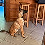 dog, belgian_malinois, sitting, indoor, tile_floor, wooden_furniture, stool, kitchen, pet, animal, brown_fur, black_muzzle, collar, alert, side_view, domestic, household, flooring, quiet, calm