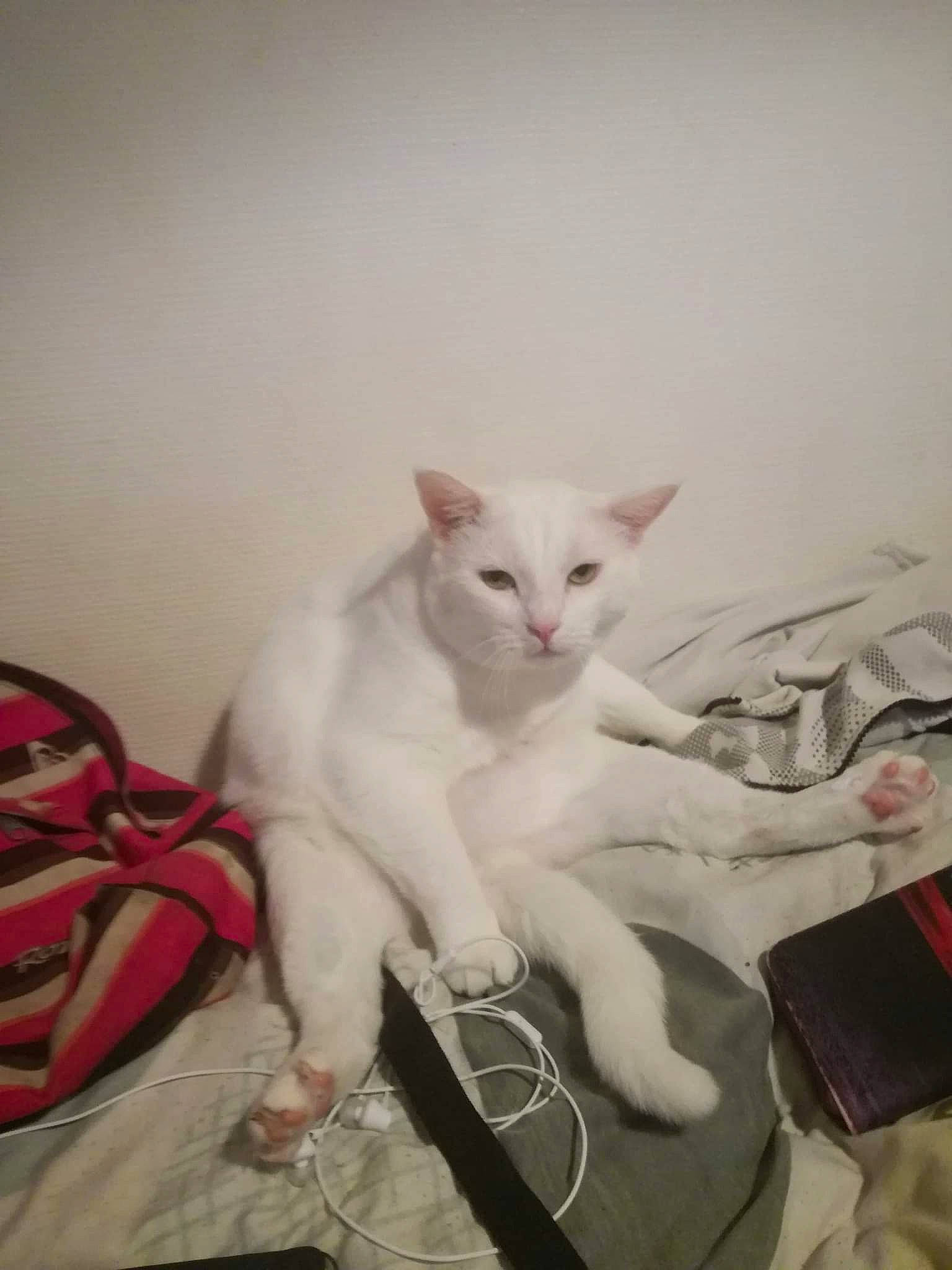 Matou a rejoint le concours — aidez-le/la à gagner de superbes lots ! carnivore, cat, claw, comfort, domestic_short_haired_cat, ear, felidae, fender, fur, gadget, lap, metal, paw, sitting, small_to_medium_sized_cats, snout, tail, whiskers