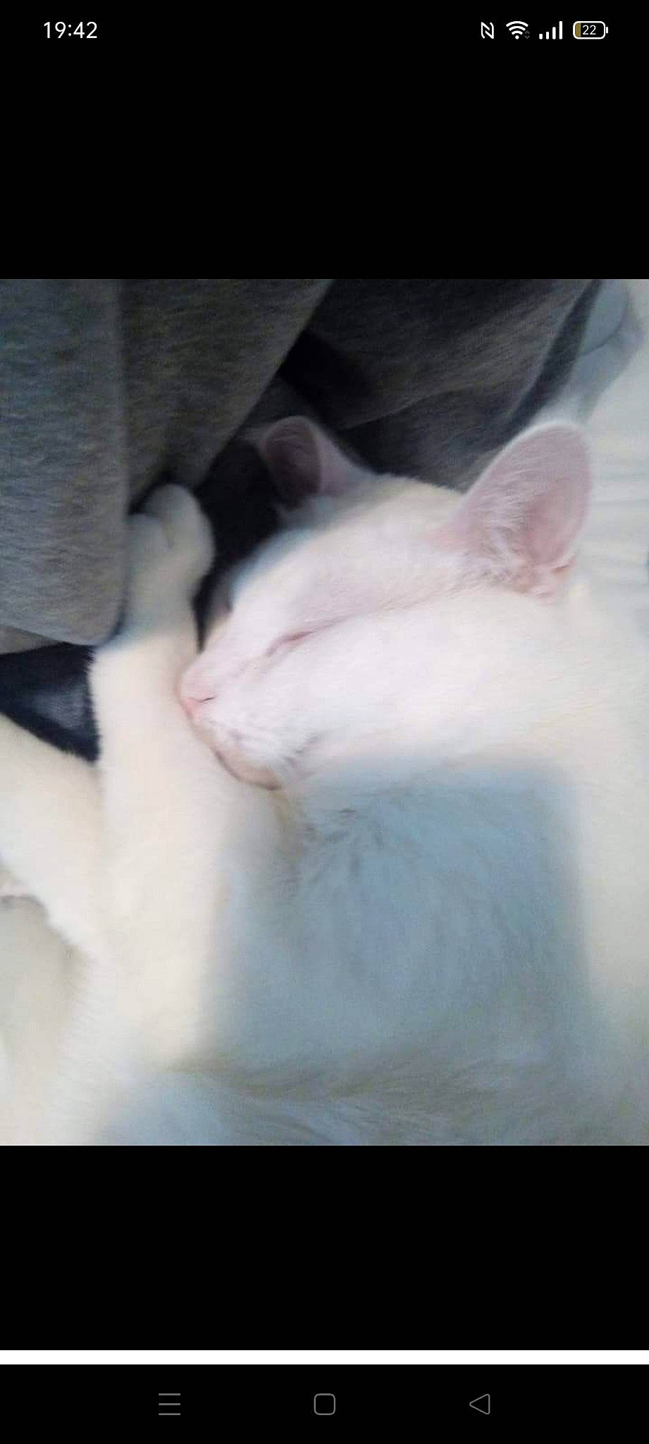 Matou participe au concours pour gagner de l'argent avec cette photo : carnivore, cat, claw, comfort, domestic_short_haired_cat, ear, felidae, foot, fur, nap, paw, sleep, small_to_medium_sized_cats, snout, tail, whiskers