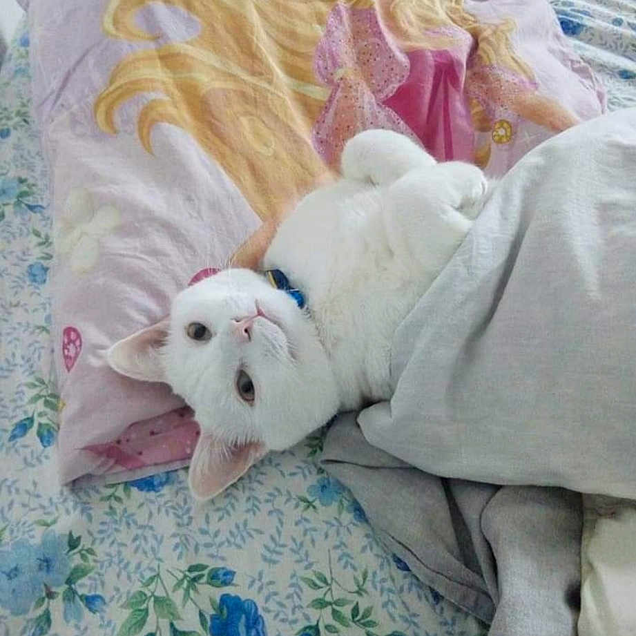 Matou a rejoint le concours — aidez-le/la à gagner de superbes lots ! art, bed_sheet, bedding, carnivore, comfort, companion_dog, couch, dog, dog_breed, fawn, felidae, fur, linens, sleeve, sporting_group, stuffed_toy, teddy_bear, textile, toy, working_animal