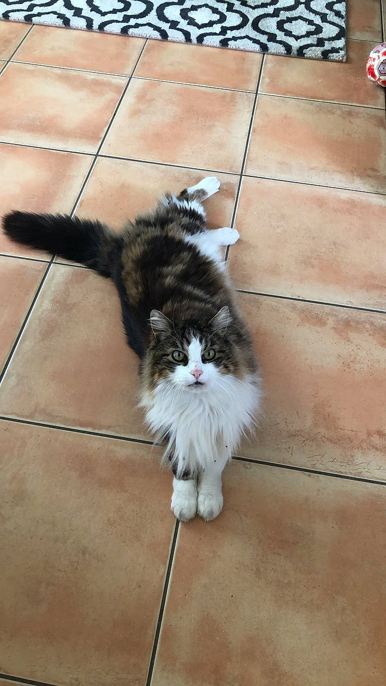 Noel participe au concours pour gagner de l'argent avec cette photo : carnivore, cat, domestic_long_haired_cat, fawn, felidae, floor, fur, kitten, maine_coon, mammal, norwegian_forest_cat, persian, ragamuffin, small_to_medium_sized_cats, tail, whiskers