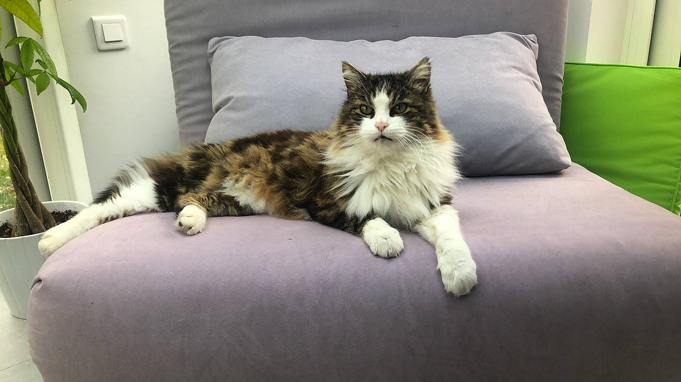 Noel participe au concours pour gagner de l'argent avec cette photo : aegean_cat, carnivore, cat, cymric, domestic_long_haired_cat, domestic_short_haired_cat, european_shorthair, eye, felidae, fur, kitten, maine_coon, mammal, norwegian_forest_cat, polydactyl_cat, ragamuffin, small_to_medium_sized_cats, tabby_cat, vertebrate, whiskers