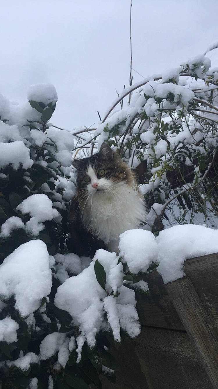 Noel participe au concours pour gagner de l'argent avec cette photo : carnivore, cat, felidae, freezing, fur, norwegian_forest_cat, ragdoll, small_to_medium_sized_cats, snow, whiskers, winter