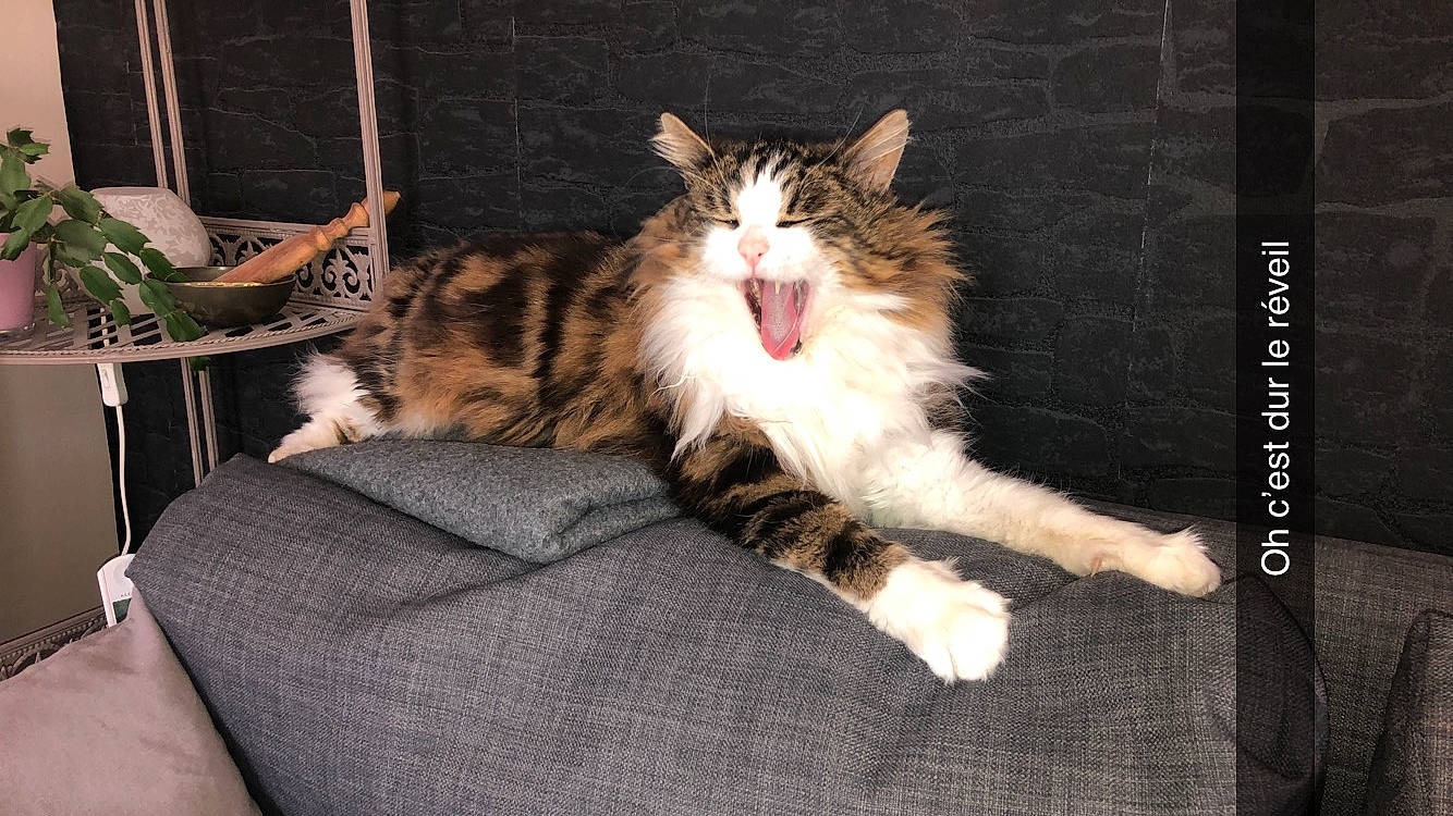 Noel a rejoint le concours — aidez-le/la à gagner de superbes lots ! asian, carnivore, cat, cymric, domestic_long_haired_cat, domestic_short_haired_cat, dragon_li, european_shorthair, facial_expression, felidae, kitten, maine_coon, mammal, norwegian_forest_cat, small_to_medium_sized_cats, sokoke, tabby_cat, vertebrate, whiskers