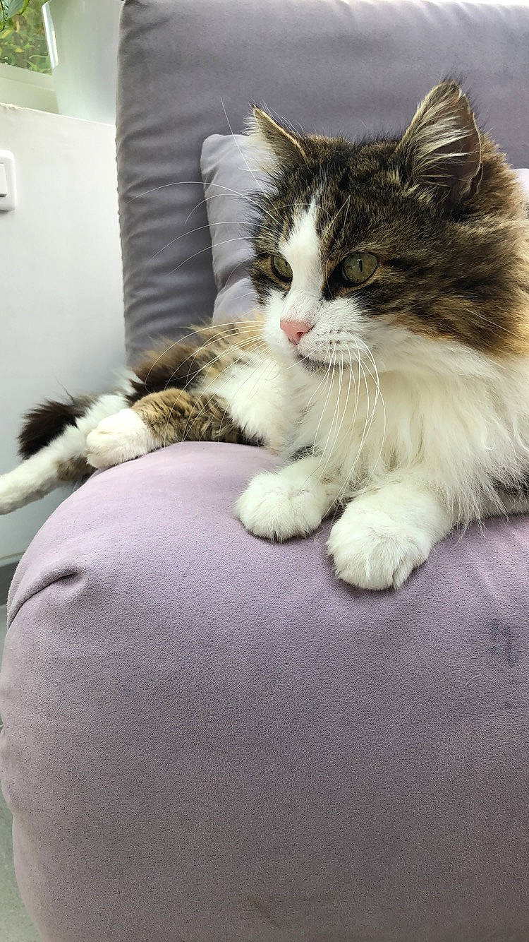 Noel a rejoint le concours — aidez-le/la à gagner de superbes lots ! aegean_cat, british_semi_longhair, carnivore, cat, domestic_long_haired_cat, domestic_short_haired_cat, european_shorthair, felidae, fur, kitten, maine_coon, mammal, norwegian_forest_cat, polydactyl_cat, ragamuffin, siberian, small_to_medium_sized_cats, whiskers