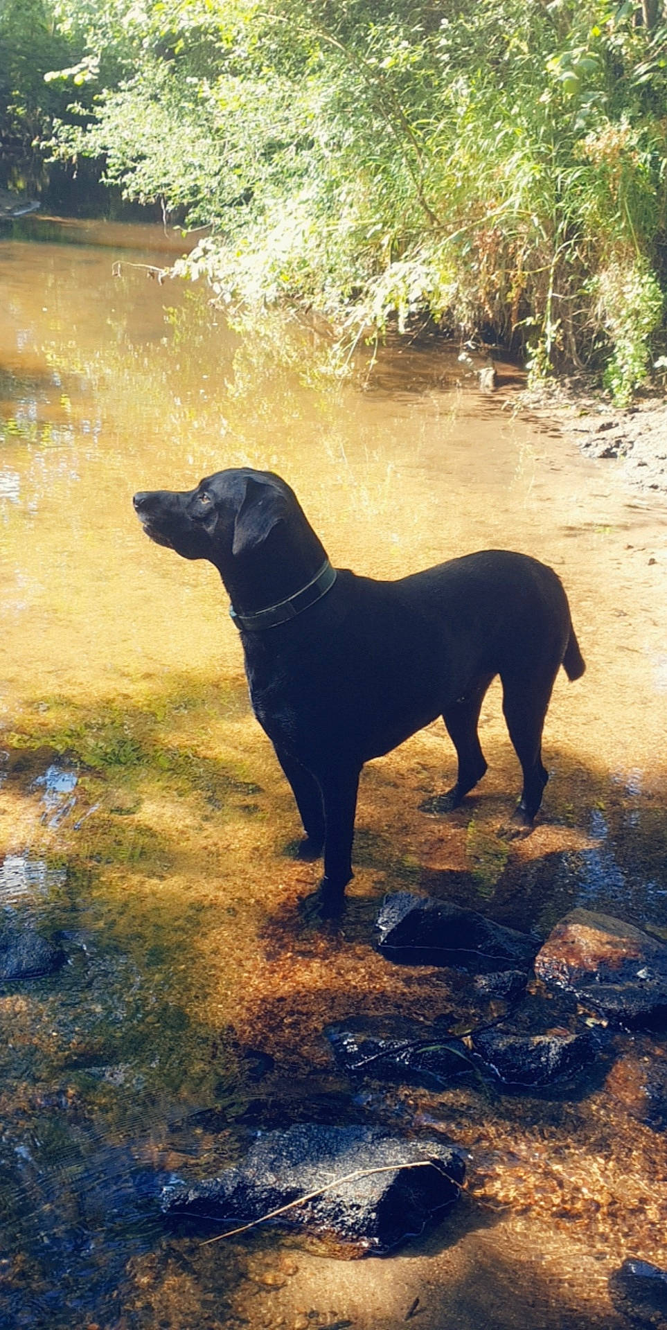 Lyron participe au concours pour gagner de l'argent avec cette photo : borador, canidae, carnivore, dog, dog_breed, flat_coated_retriever, hunting_dog, labrador_retriever, mammal, pointing_breed, retriever, sporting_group, vertebrate