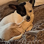 Poopzee joined the competition — help win amazing prizes! animal, black_and_white, blanket, comfort, companion, cozy, curled_up, cushion, cute, dog, ear, face, fur, indoor, paw, pet, relaxed, resting, small_dog, texture