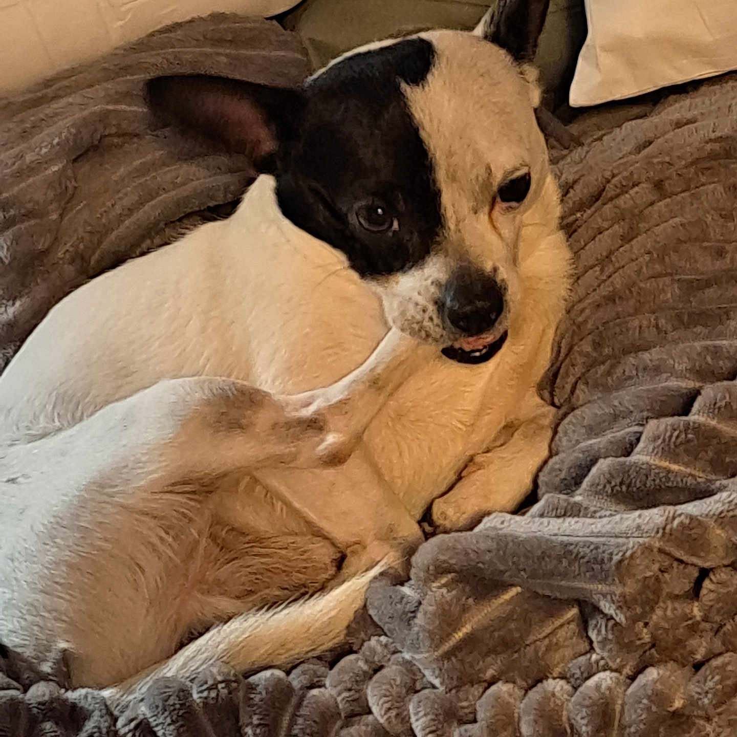 Poopzee joined the competition — help win amazing prizes! animal, black_and_white, blanket, comfort, companion, cozy, curled_up, cushion, cute, dog, ear, face, fur, indoor, paw, pet, relaxed, resting, small_dog, texture