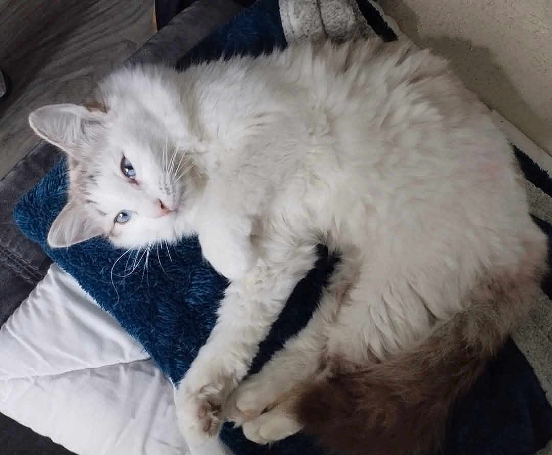 Milo