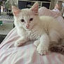 kitten, cat, white_cat, pet, animal, feline, fur, paw, ears, face, eyes, nose, person, clothing, pajamas, striped, legs, indoor, living_room, plant