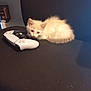 kitten, cat, chair, game_controller, indoor, pet, fluffy, curious, black, white, animal, cute, feline, small, resting, cozy, soft_light, domestic, young, relaxed