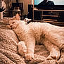 cat, sleeping, blanket, cozy, indoor, television, furniture, relaxation, living_room, man_on_tv, mustache, soft_lighting, home_decor, plant, jar, radiator, electronics, wooden_shelf, pet, close_up