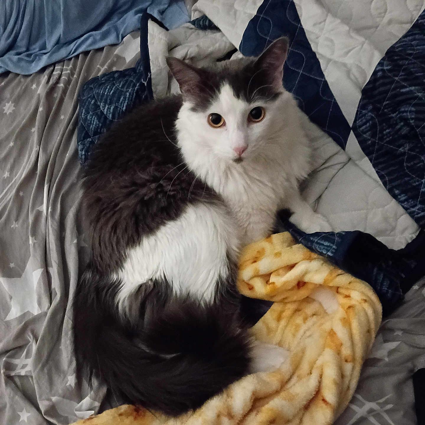 Ash is registered to the contest to win money with this photo: cat, bed, blanket, fur, animal, pet, indoor, cozy, sleeping, resting, comfort, cute, feline, whiskers, ears, tail, domestic, soft, relaxed, mammal