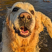 Larry a rejoint le concours — aidez-le/la à gagner de superbes lots ! animal, bodypart, bulldog, canine, cockerspaniel, dog, goldenretriever, hound, labradorretriever, mouth, person, pet, pitbull, puppy, teeth, terrier, water