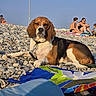 animal, beach, beachgoers, beagle, blue_sky, brown_white_black, canine, collar, dog, leash, lying_down, outdoor, pebbles, pet, portrait, shoreline, summer, sunny, towels, wet_fur