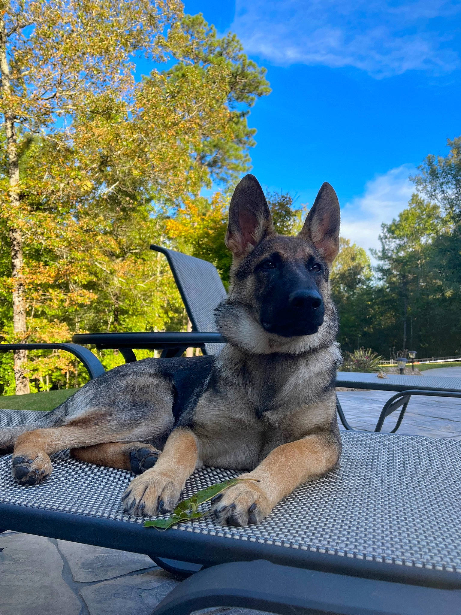 Rocco is registered to the contest to win money with this photo: art, canidae, canis, carnivore, cloud, dog, dog_breed, east_european_shepherd, fawn, german_shepherd_dog, herding_dog, plant, sky, snout, sporting_group, tail, terrestrial_animal, tree, working_animal, working_dog