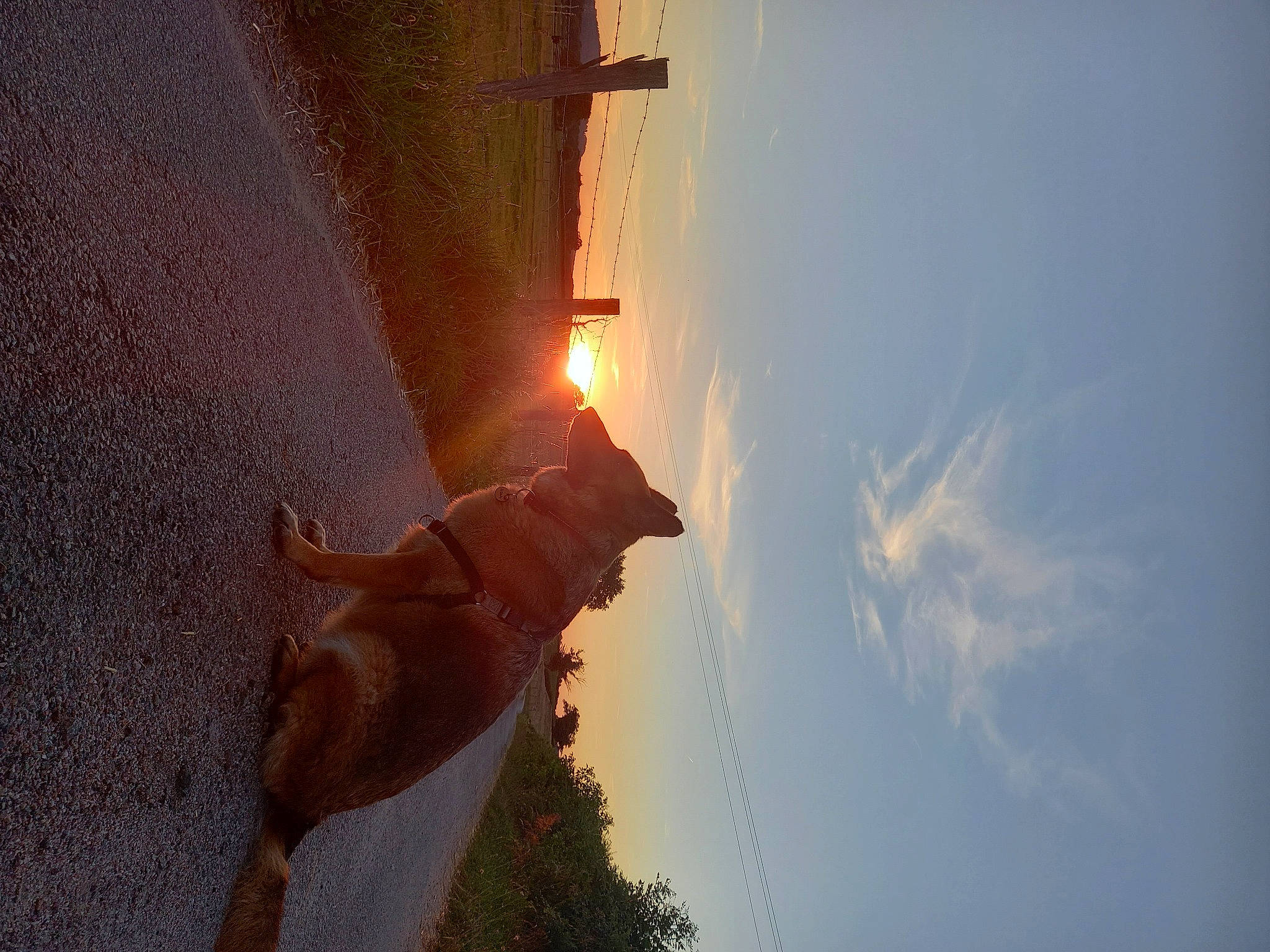 Utah a rejoint le concours — aidez-le/la à gagner de superbes lots ! astronomical_object, backlighting, cloud, dog, evening, happy, heat, landscape, lens_flare, people_in_nature, plant, reflection, shadow, sky, sun, sunlight, tints_and_shades, tree, water