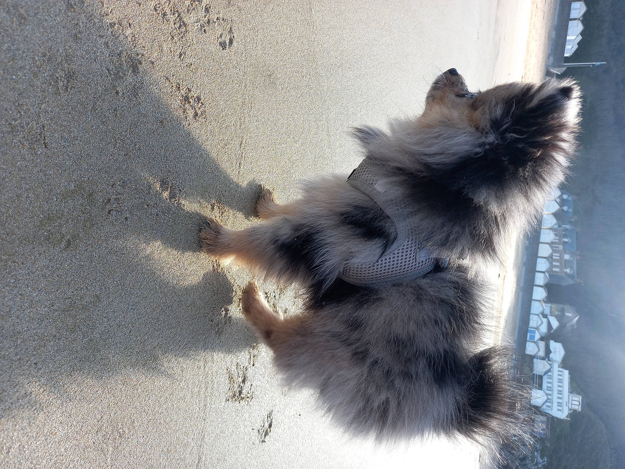 Kumi a rejoint le concours — aidez-le/la à gagner de superbes lots ! asphalt, canidae, carnivore, claw, companion_dog, dog, dog_breed, felidae, fur, paw, road_surface, shadow, small_to_medium_sized_cats, sporting_group, tail, tints_and_shades, whiskers, window, winter, working_dog