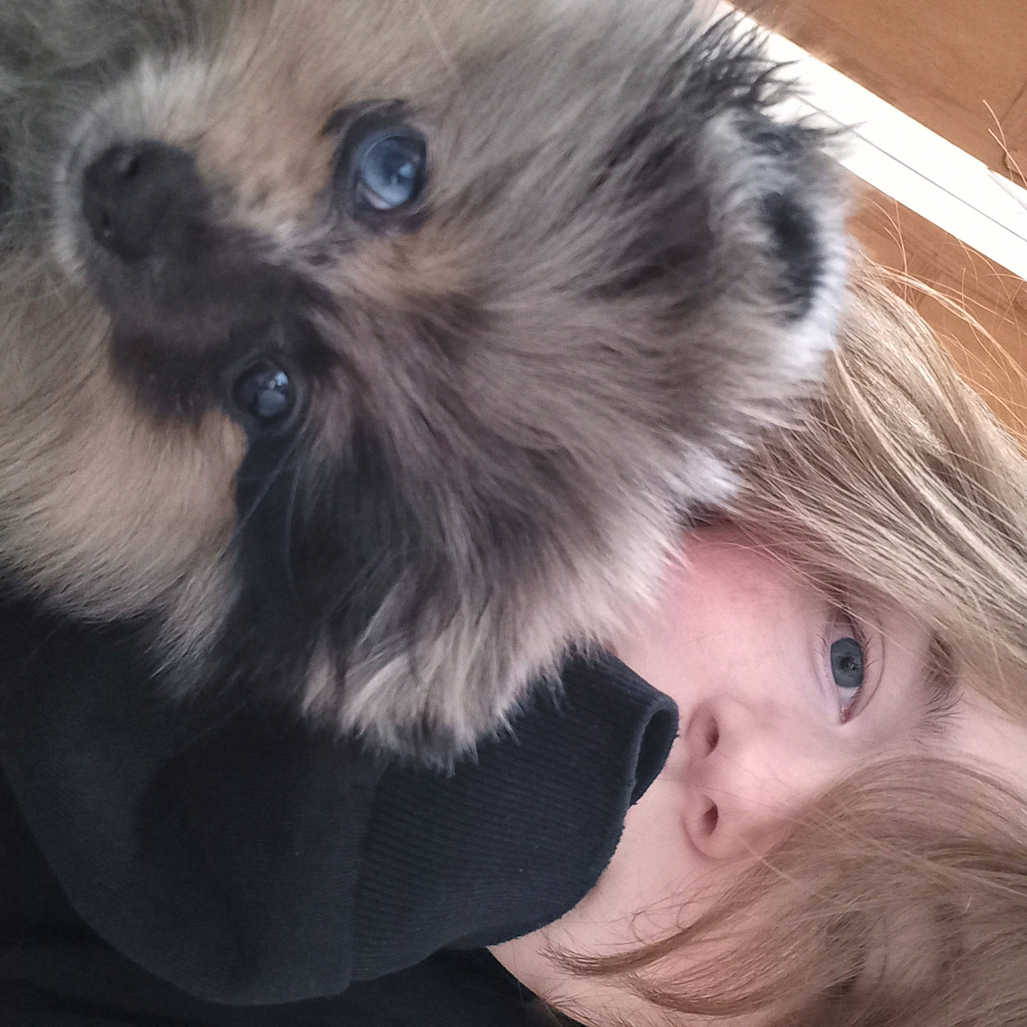 Kumi participe au concours pour gagner de l'argent avec cette photo : carnivore, companion_dog, dog, dog_breed, ear, eye, fawn, fur, gesture, hair, head, iris, liver, nose, skin, snout, toddler, toy_dog, whiskers, working_animal