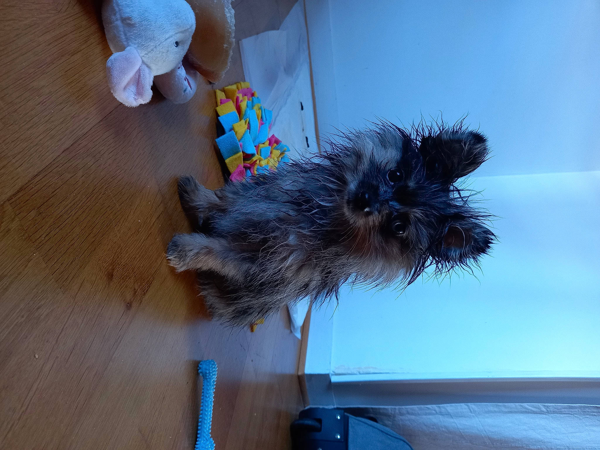 Kumi participe au concours pour gagner de l'argent avec cette photo : canidae, companion_dog, dog_breed, electric_blue, flooring, fur, grey, hardwood, laminate_flooring, plank, small_to_medium_sized_cats, tail, toy, varnish, whiskers, wood, wood_flooring, wood_stain