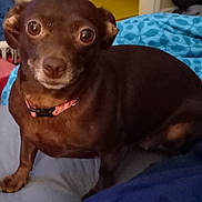 Mimi joined the competition — help win amazing prizes! dog, brown_dog, small_dog, pet, indoor, bed, blanket, collar, animal, looking_at_camera, cute, canine, fur, ears, eyes, snout, sitting, domestic, cozy, household