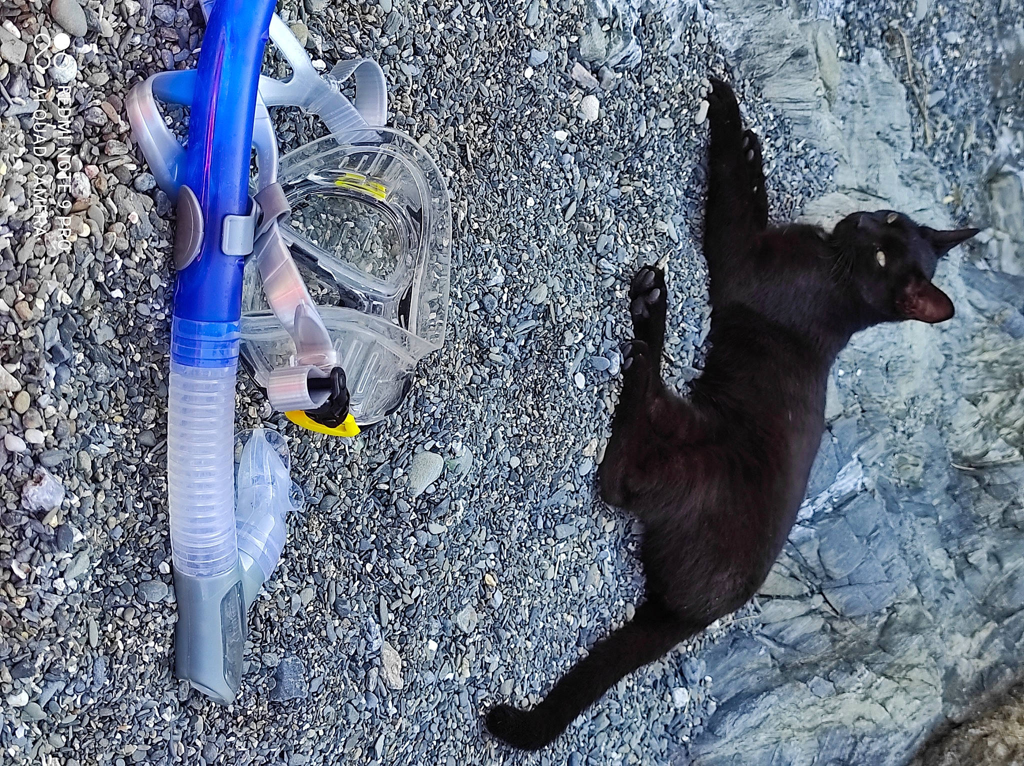 Fripouille a rejoint le concours — aidez-le/la à gagner de superbes lots ! asphalt, auto_part, automotive_wheel_system, beak, bicycle_fork, bicycle_handlebar, black_cat, carmine, crow_like_bird, dog_breed, electric_blue, felidae, human_leg, leg, livestock, personal_protective_equipment, shadow, soil, tail, terrestrial_animal